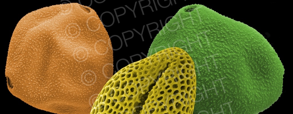 Pollen Collage
